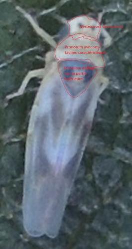 Arboridia sp.